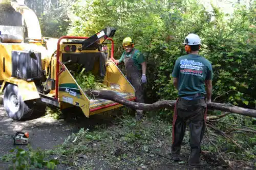 tree services St. Simons